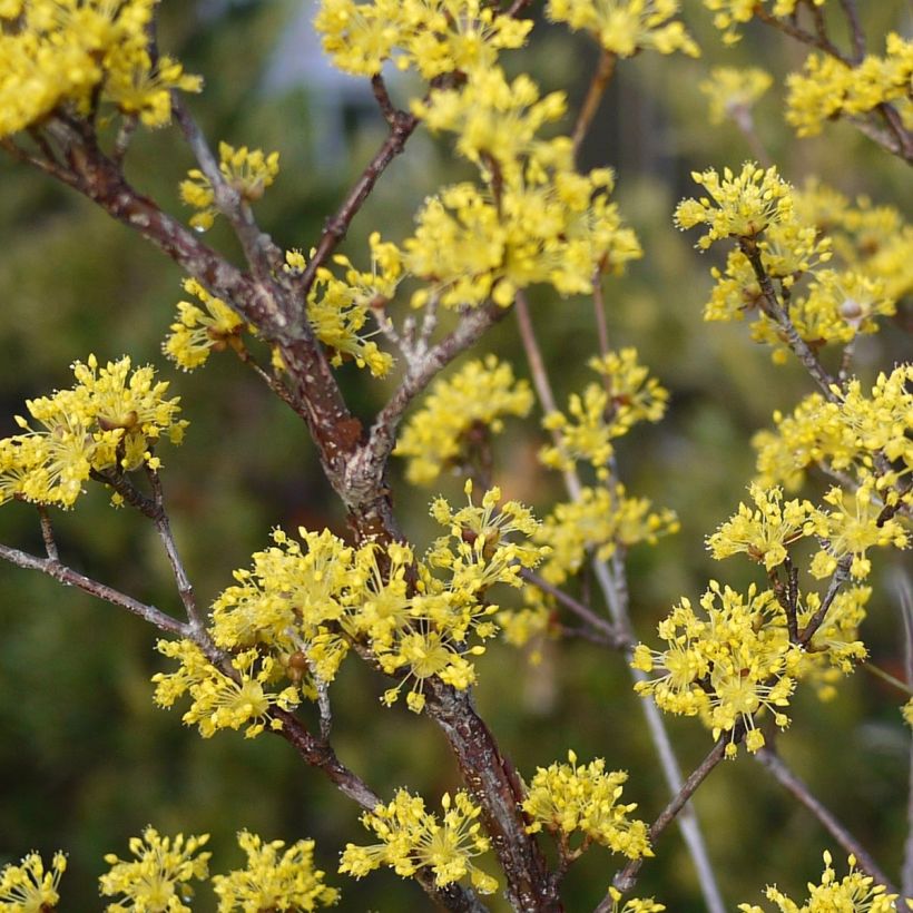 Cornus officinalis Robin's Pride (Floração)