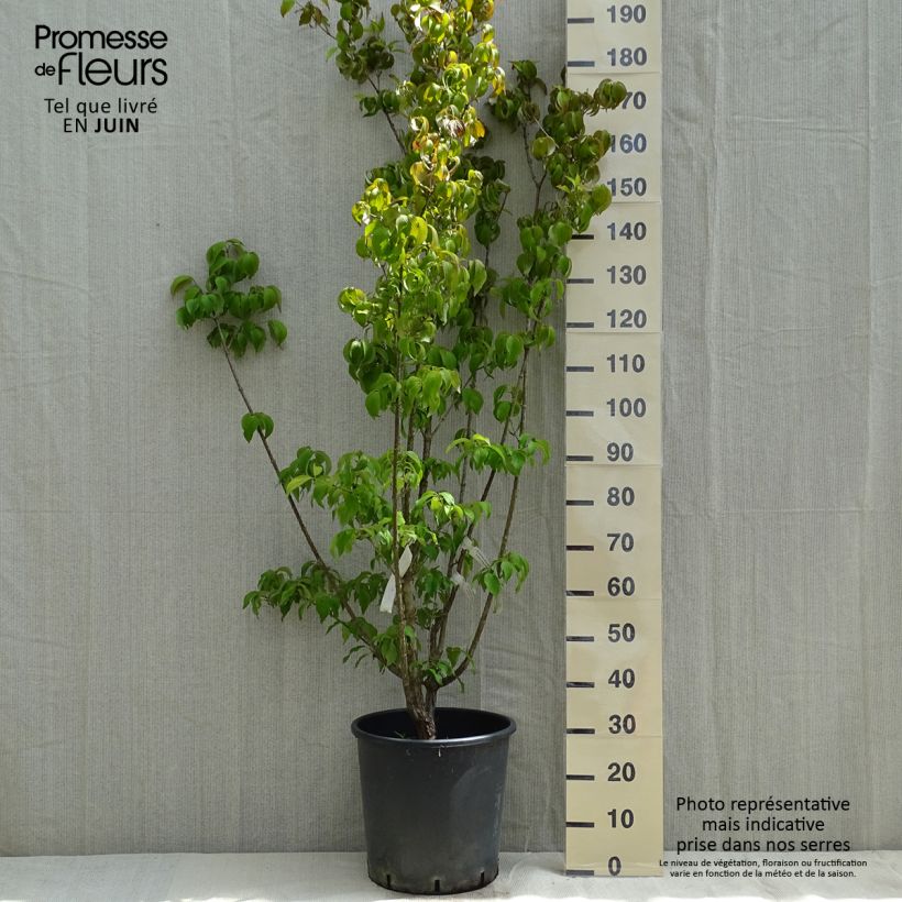 Amostra de Cornus officinalis Robin's Pride Vaso de 20 L/25 L tal como entregue na primavera