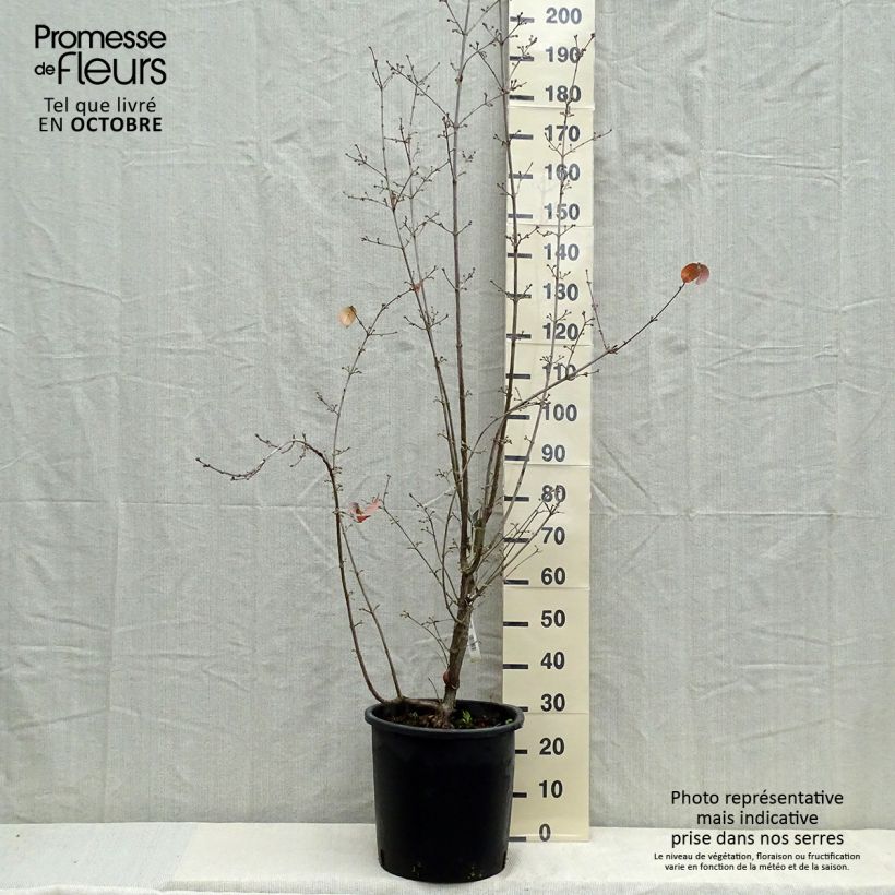 Amostra de Cornus officinalis Robin's Pride Vaso de 20 L/25 L tal como entregue no outono