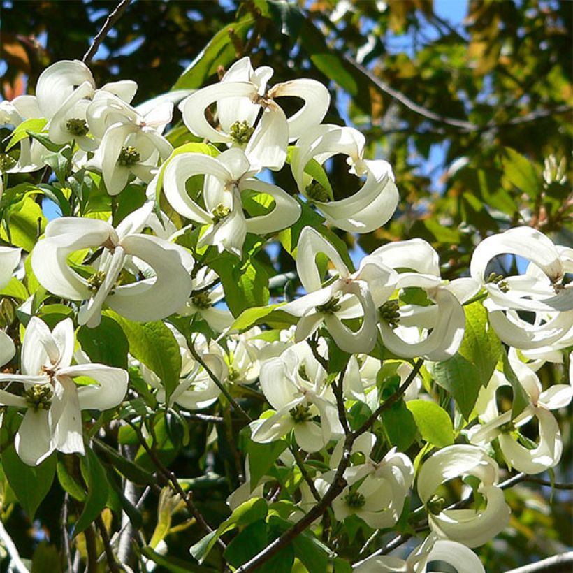 Corniso-da-flórida Urbiniana - Cornus florida (Floração)