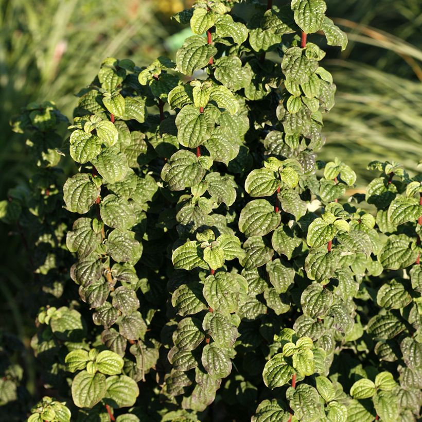 Cornus sanguinea Compressa (Folhagem)