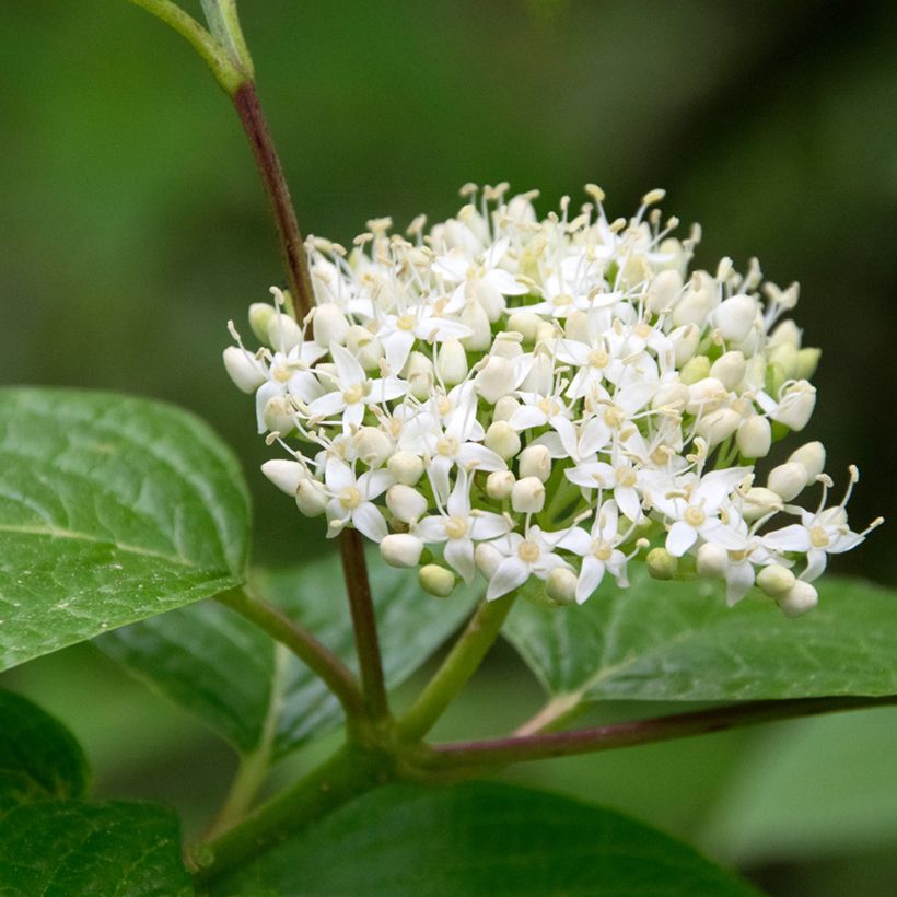 Cornus sanguinea (Floração)