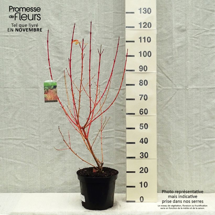 Amostra de Cornus sanguinea Magic Flame Vaso de 7,5 L/10 L tal como entregue no outono