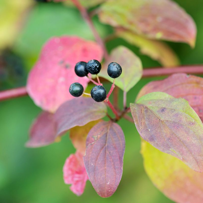 Cornus sanguinea Magic Flame (Colheita)
