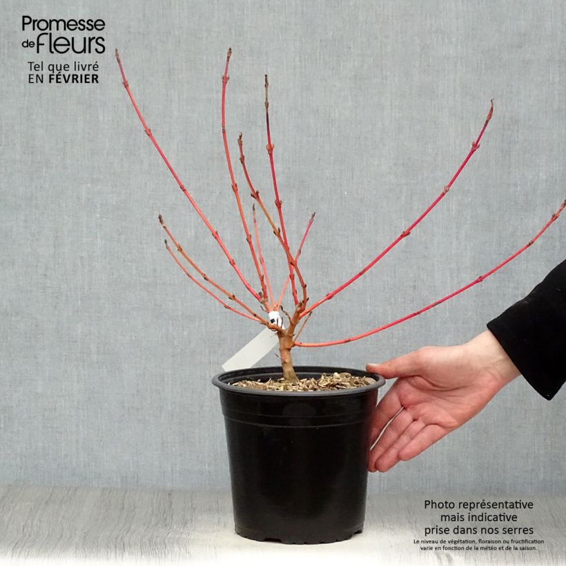 Amostra de Cornus sanguinea Magic Flame - Cornouiller sanguin Vaso de 4 L/5 L tal como entregue no inverno