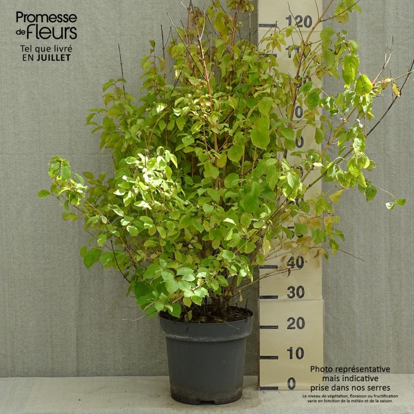 Amostra de Cornus sanguinea Mid Winter Fire Vaso de 6 L/7 L tal como entregue no verão