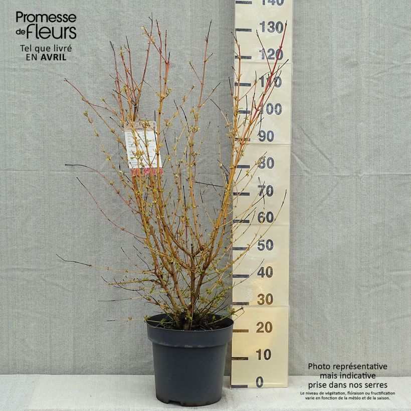 Amostra de Cornus sanguinea Mid Winter Fire Vaso de 6 L/7 L tal como entregue na primavera