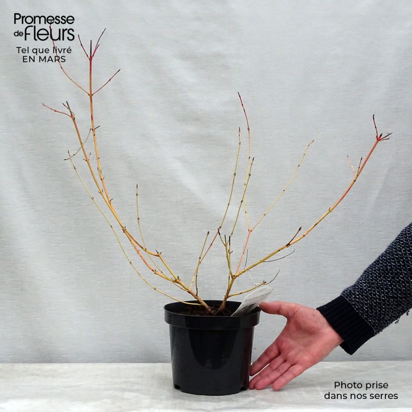 Amostra de Cornus sanguinea Mid Winter Fire Vaso de 2 L/3 L tal como entregue no inverno
