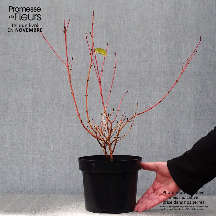 Amostra de Cornus sanguinea Mid Winter Fire Vaso de 2 L/3 L tal como entregue no outono