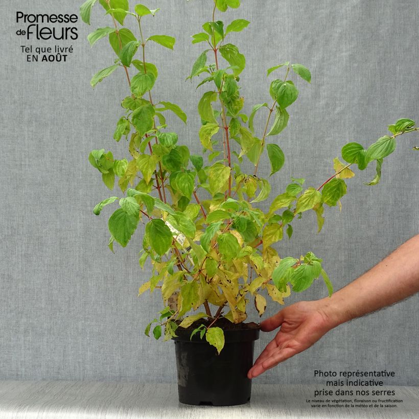 Amostra de Cornus sanguinea Mid Winter Fire Vaso de 2 L/3 L tal como entregue no verão