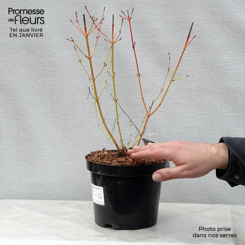 Amostra de Cornus sanguinea Winter Beauty Vaso de 2 L/3 L tal como entregue no inverno
