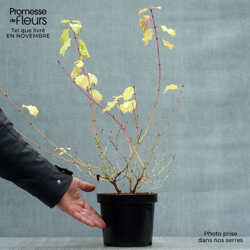 Amostra de Cornus sanguinea Winter Beauty Vaso de 2 L/3 L tal como entregue no outono