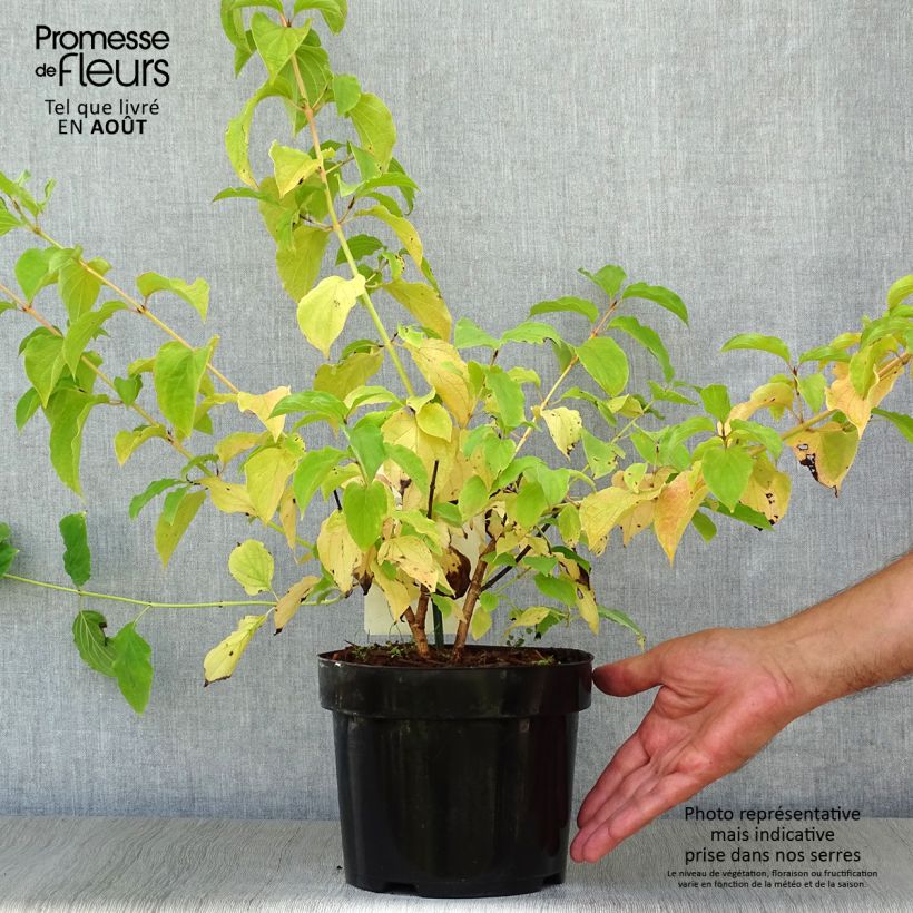 Amostra de Cornus sanguinea Winter Beauty Vaso de 2 L/3 L tal como entregue no verão