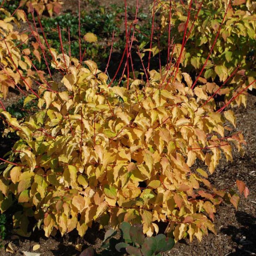 Cornus sanguinea Winter Beauty (Floração)