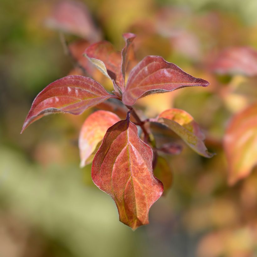 Cornus sanguinea Winter Beauty (Folhagem)