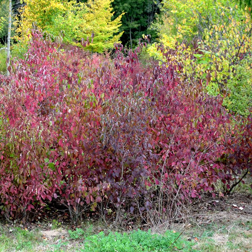 Cornus sanguinea Winter Beauty (Hábito)
