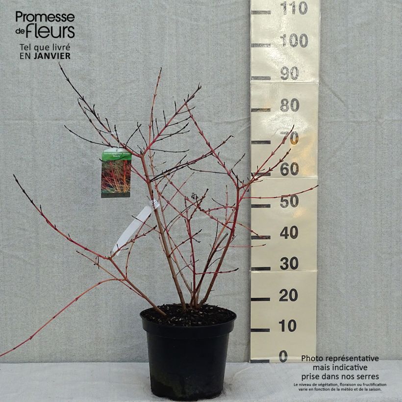 Amostra de Cornus sanguinea Winter Beauty Vaso de 7,5 L/10 L tal como entregue no inverno