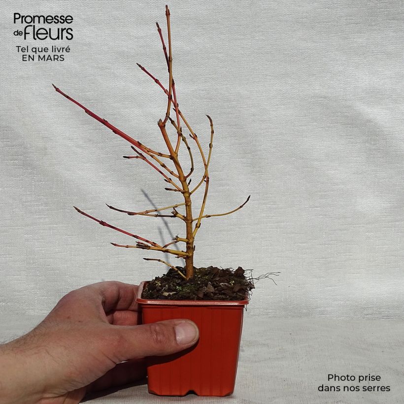 Amostra de Cornus sanguinea Winter Beauty Vaso de 8/9 cm tal como entregue na primavera