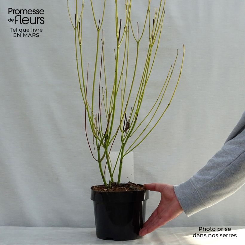 Amostra de Cornus sericea Budd's Yellow Vaso de 3 L/4 L tal como entregue na primavera