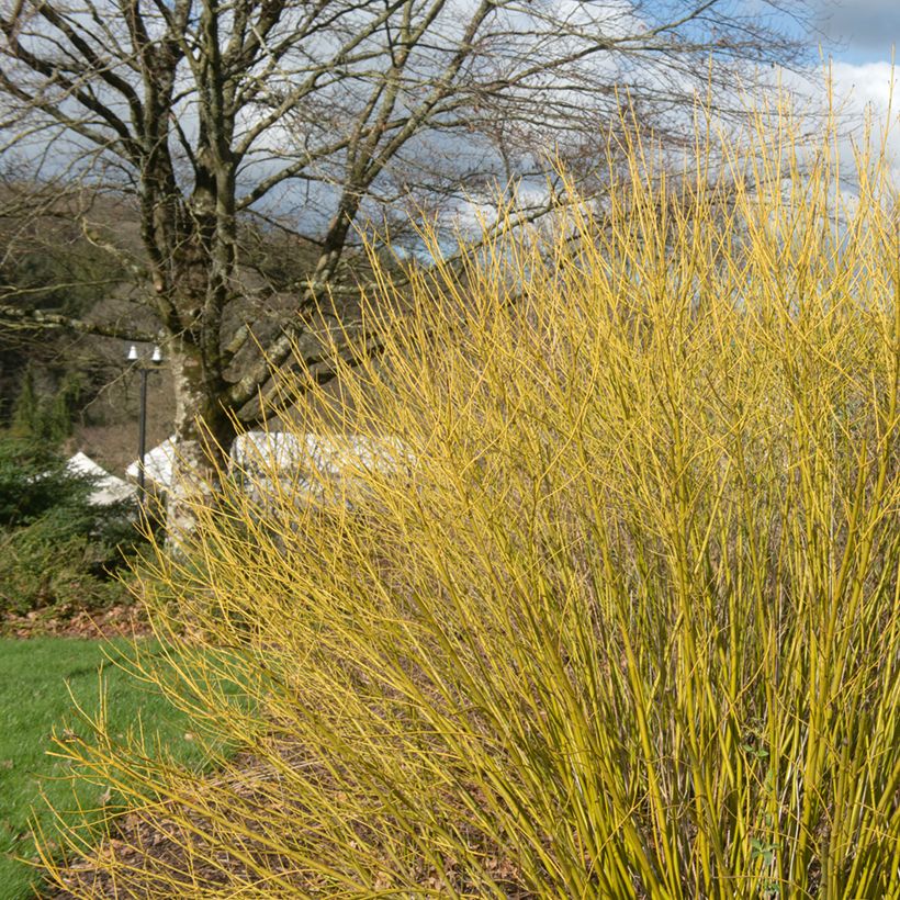 Cornus sericea Budd's Yellow (Hábito)