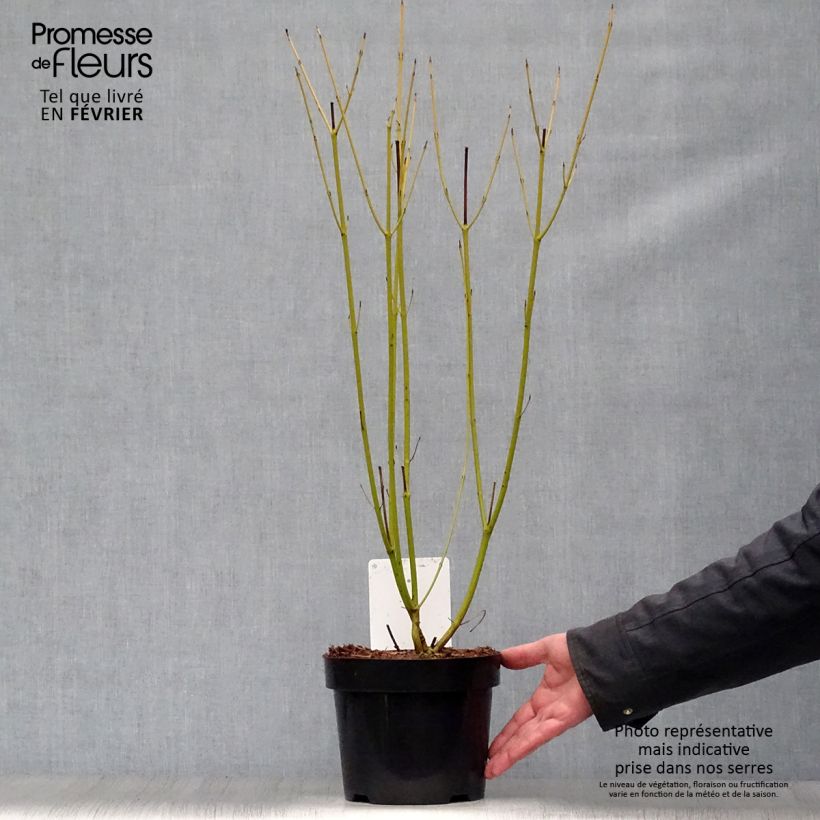 Amostra de Cornus sericea Budd's Yellow - Cornouiller stolonifère. Vaso de 3 L/4 L tal como entregue no inverno
