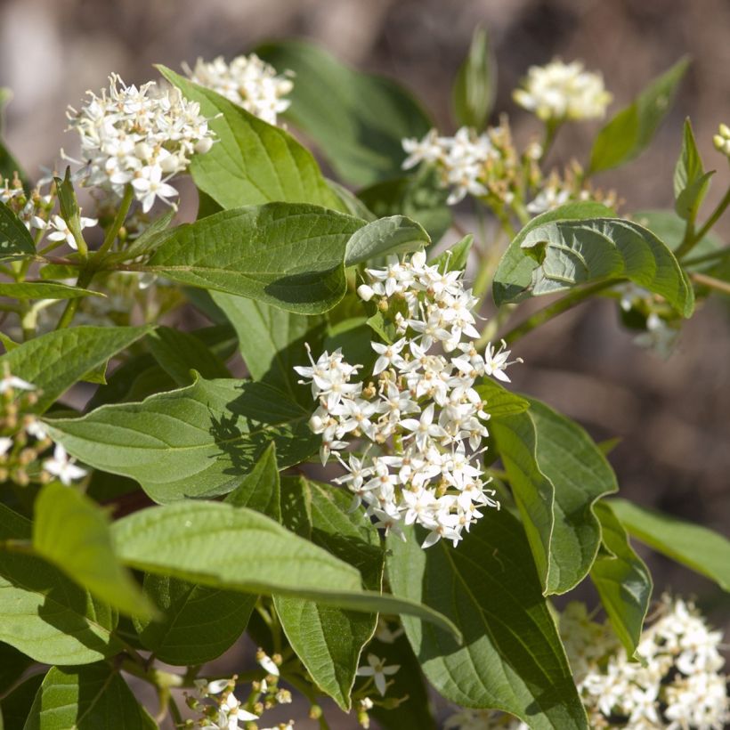 Cornus sericea Firedance (Floração)
