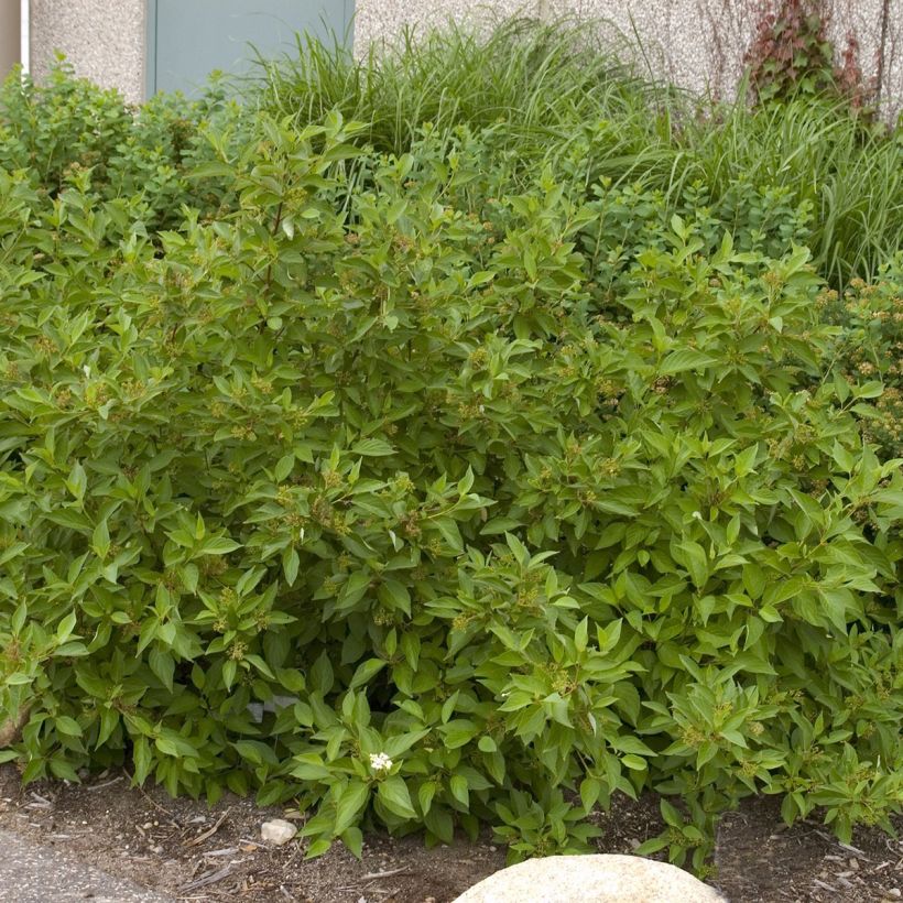 Cornus sericea Firedance (Hábito)
