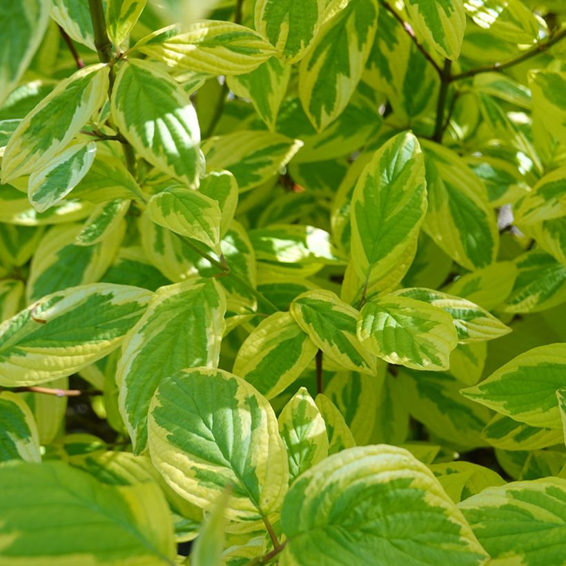 Cornus sericea Hedgerow's Gold (Folhagem)