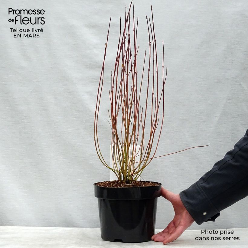 Amostra de Cornus sericea Kelseyi - Cornouiller stolonifère Vaso de 3 L/4 L tal como entregue no inverno