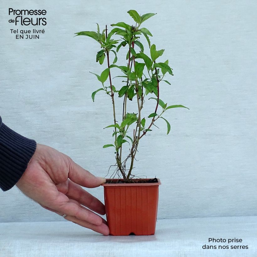 Amostra de Cornus sericea Kelseyi Vaso de 8/9 cm tal como entregue no verão