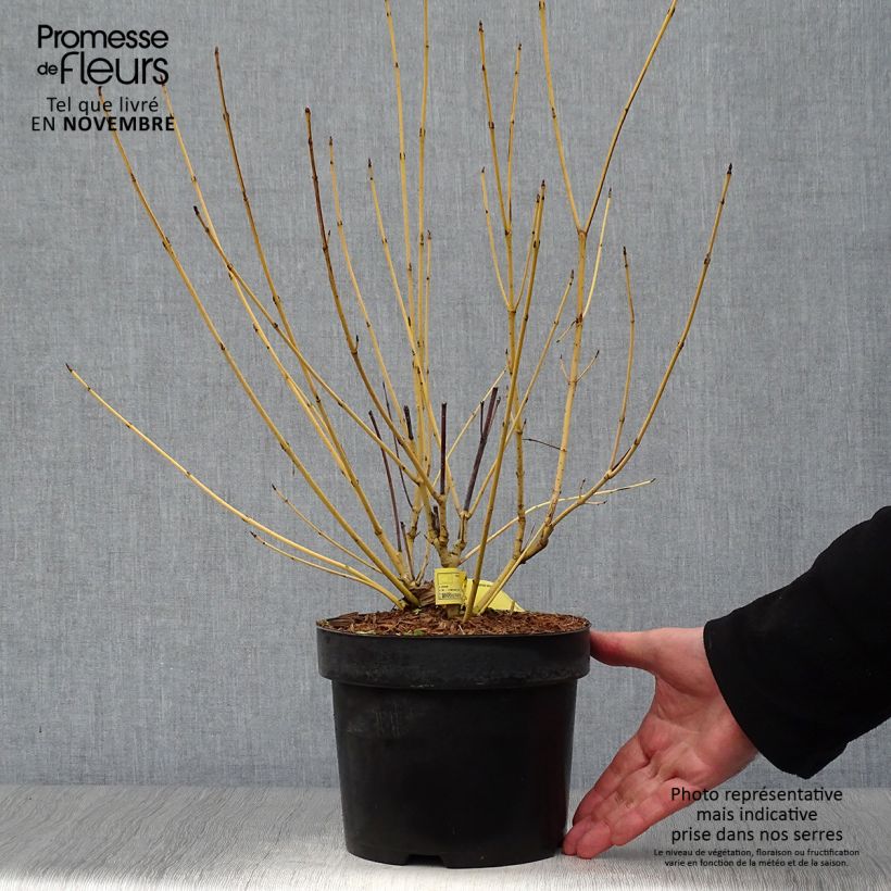 Amostra de Cornus sericea Flaviramea Vaso de 3 L/4 L tal como entregue no outono