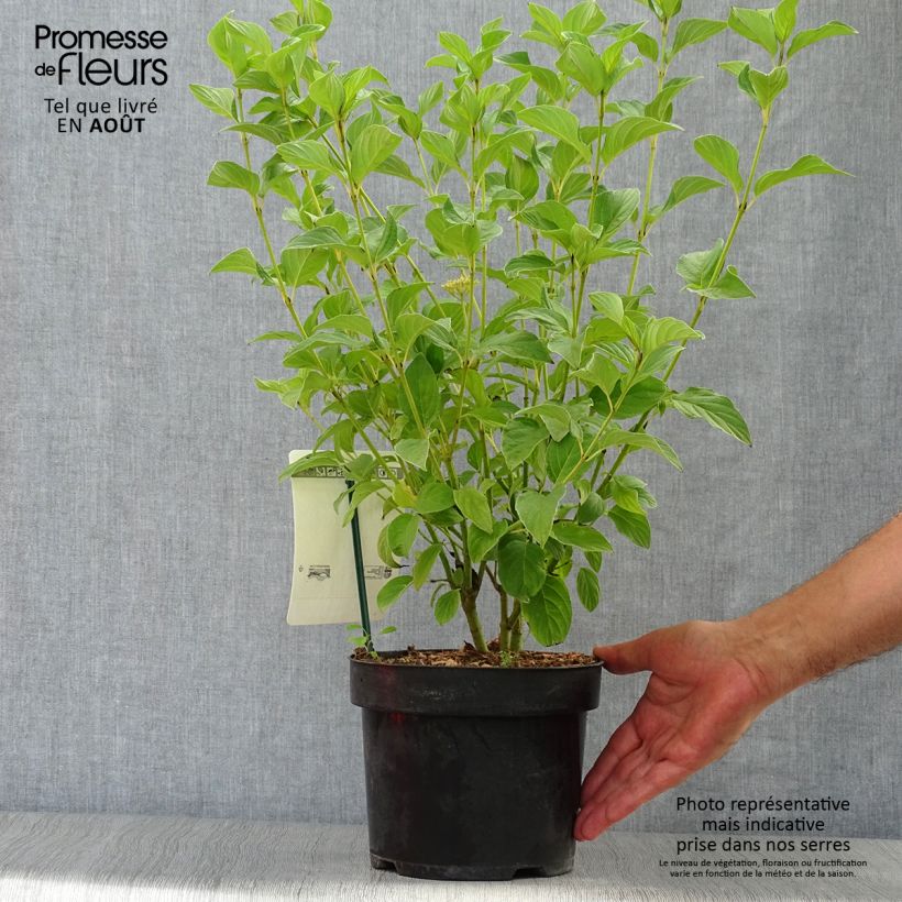 Amostra de Cornus sericea Flaviramea Vaso de 3 L/4 L tal como entregue no verão