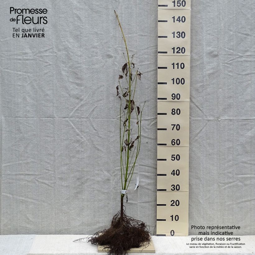 Amostra de Cornus sericea Flaviramea Raízes nuas tal como entregue no inverno