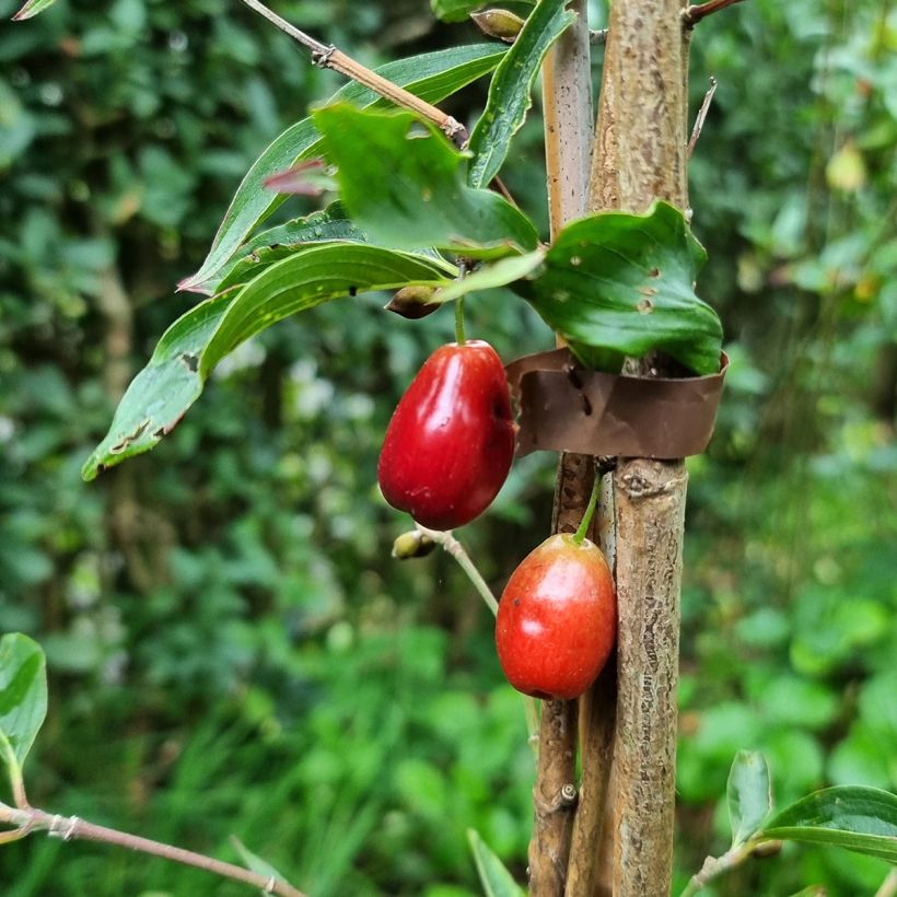 Cerejeira-cornalina Kazanlak - Cornus mas (Colheita)