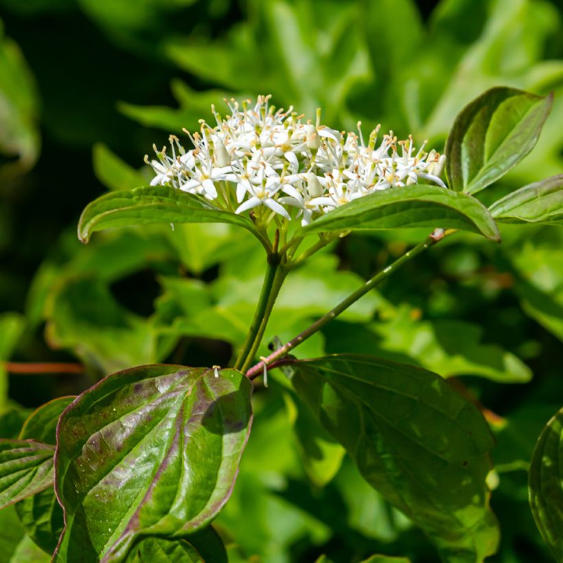 Cornus sanguinea Anny's Winter Orange (Floração)