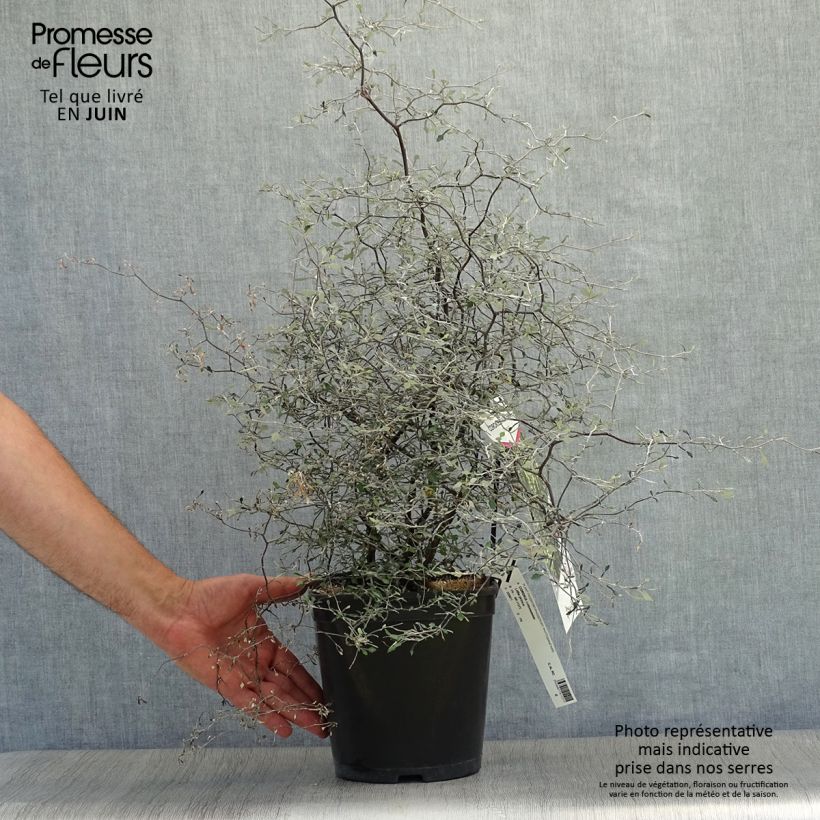 Amostra de Corokia cotoneaster Little Prince Vaso de 4 L/5 L tal como entregue no verão