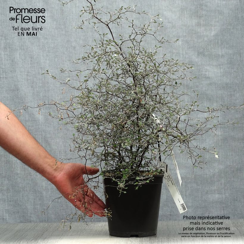 Amostra de Corokia cotoneaster Little Prince Vaso de 4 L/5 L tal como entregue na primavera
