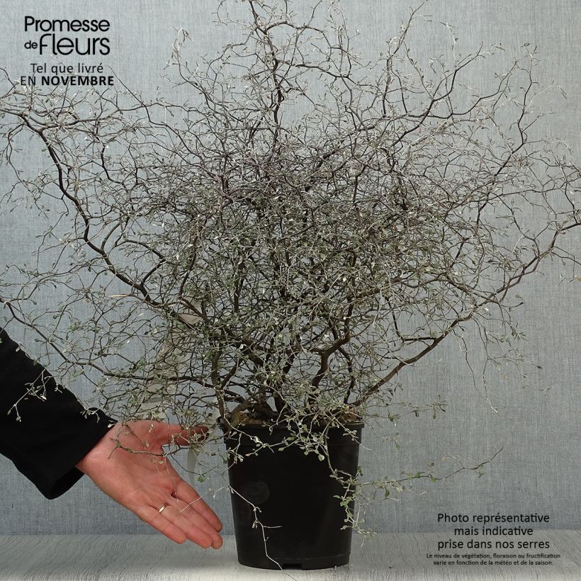 Amostra de Corokia cotoneaster Little Prince Vaso de 4 L/5 L tal como entregue no outono