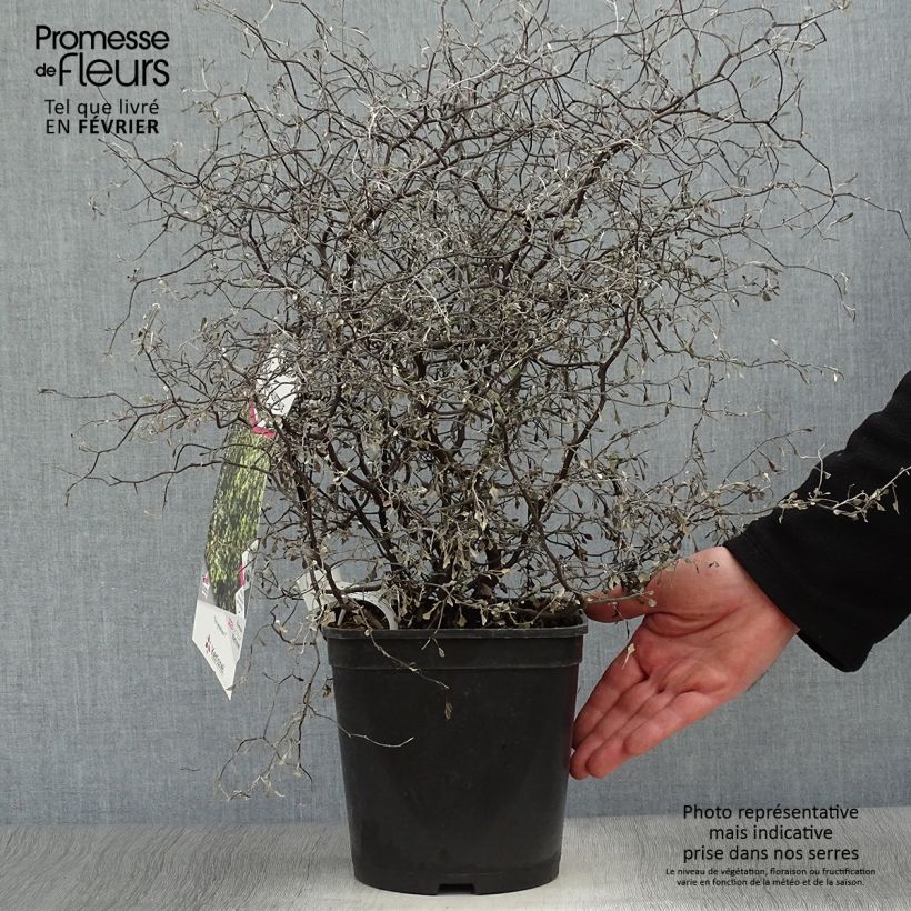 Amostra de Corokia cotoneaster Little prince - Corokie Vaso de 4 L/5 L tal como entregue no inverno