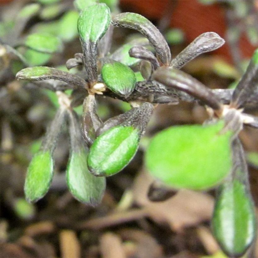 Corokia cotoneaster Little Prince (Folhagem)