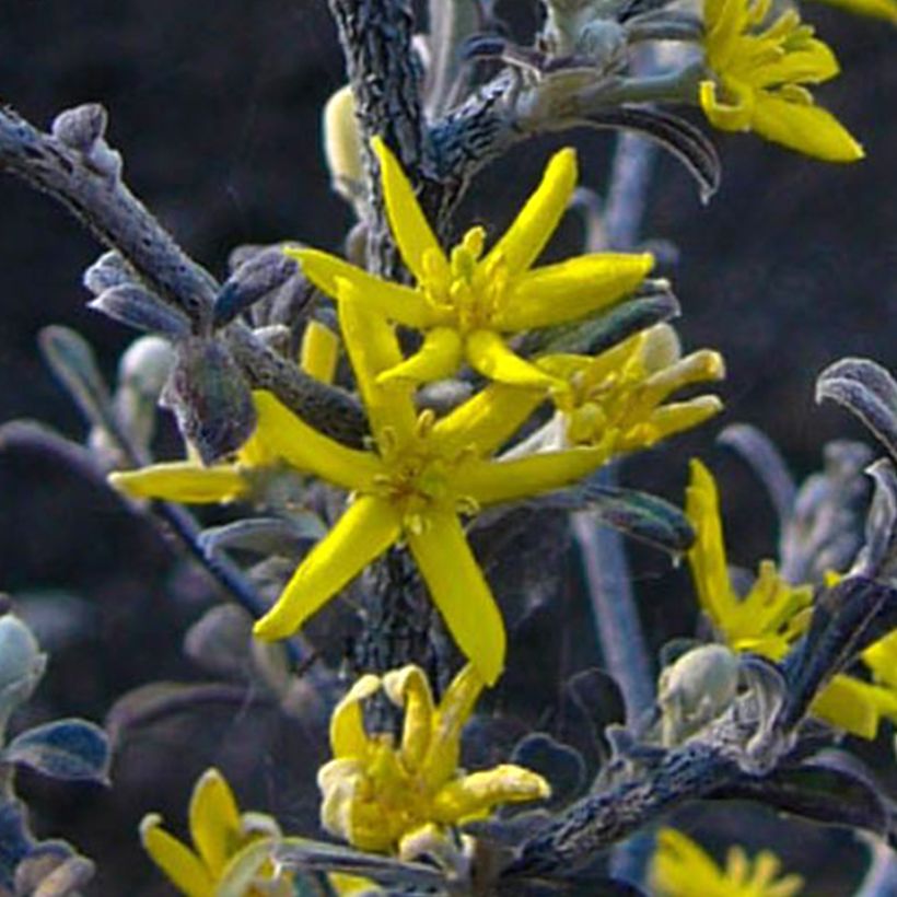 Corokia cotoneaster Little Prince (Floração)