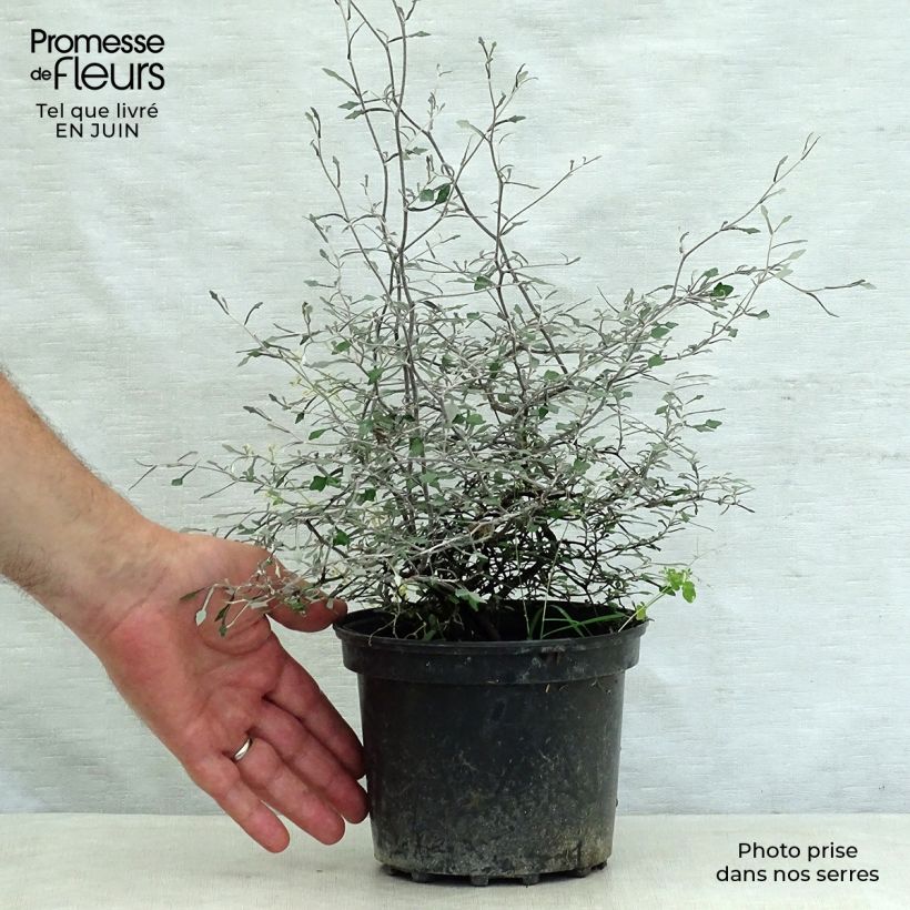 Amostra de Corokia cotoneaster Vaso de 1 L/1,5 L tal como entregue no verão