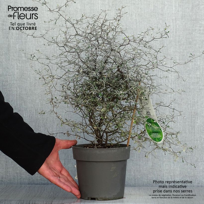 Amostra de Corokia cotoneaster Vaso de 1 L/1,5 L tal como entregue no outono