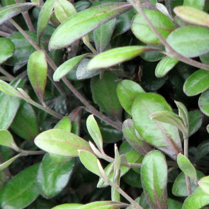 Corokia virgata Frosted Chocolate (Folhagem)