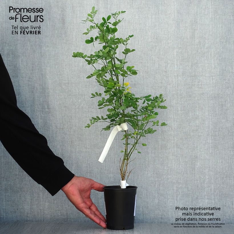 Amostra de Hippocrepis emerus Vaso de 1 L/1,5 L tal como entregue no outono