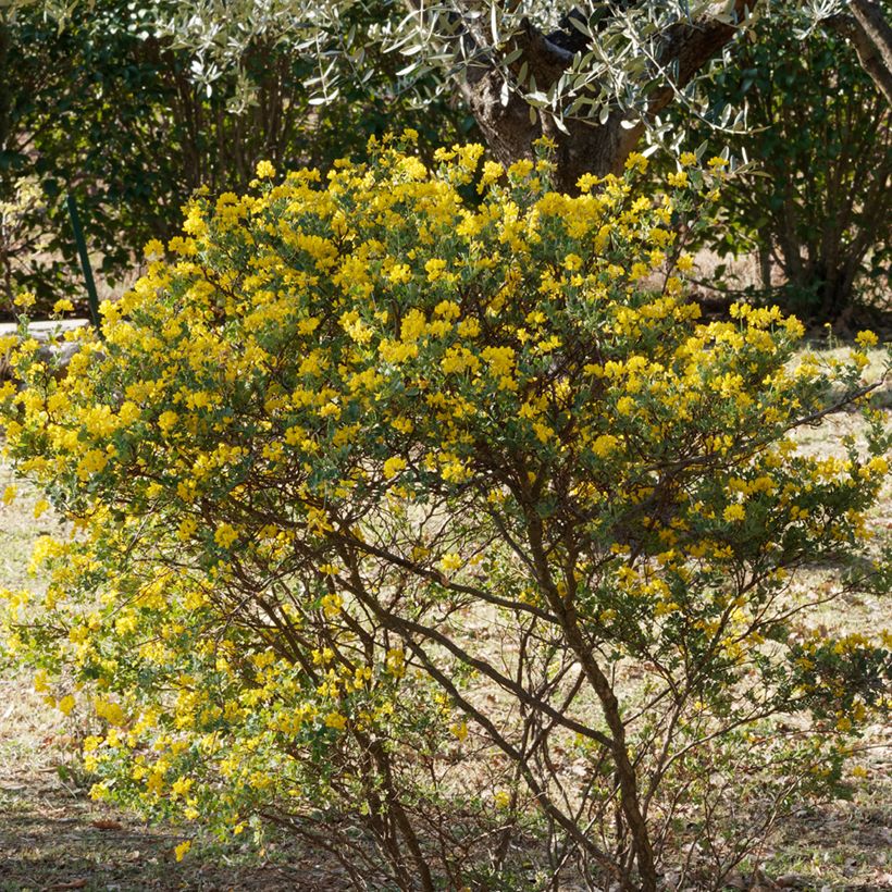 Hippocrepis emerus (Hábito)