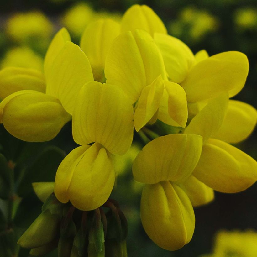Coronilla valentina subsp. glauca (Colheita)