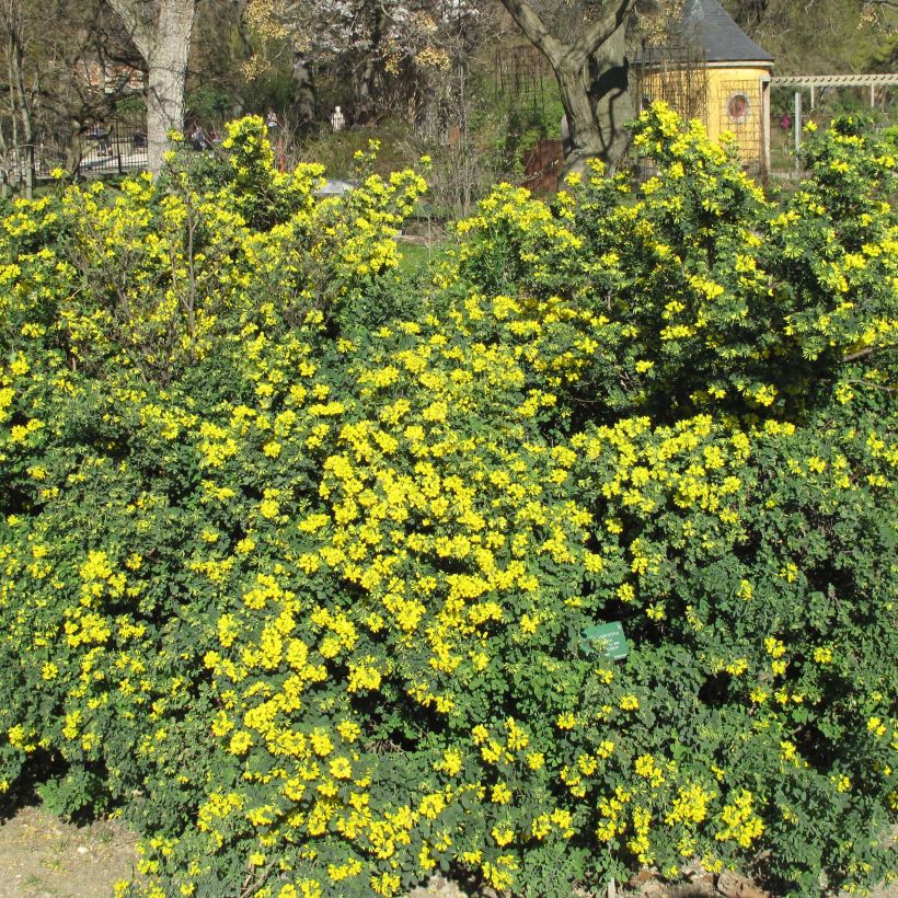 Coronilla valentina subsp. glauca (Hábito)