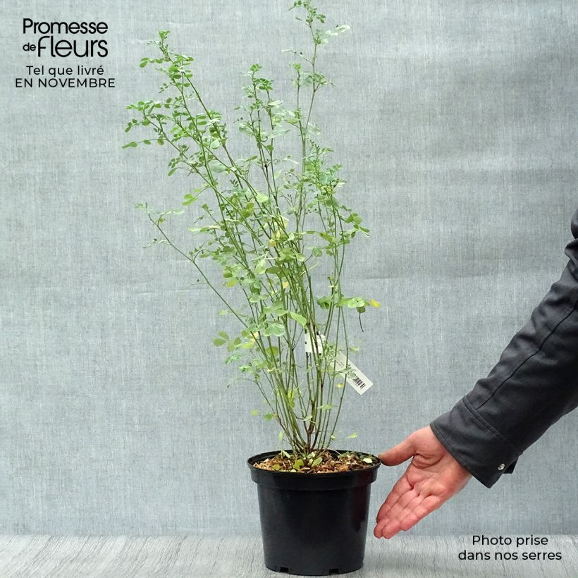 Amostra de Coronilla valentina subsp. glauca Vaso de 2 L/3 L tal como entregue no outono