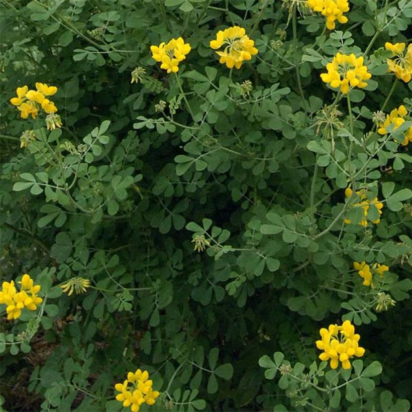 Coronilla valentina subsp. glauca Selection (Folhagem)